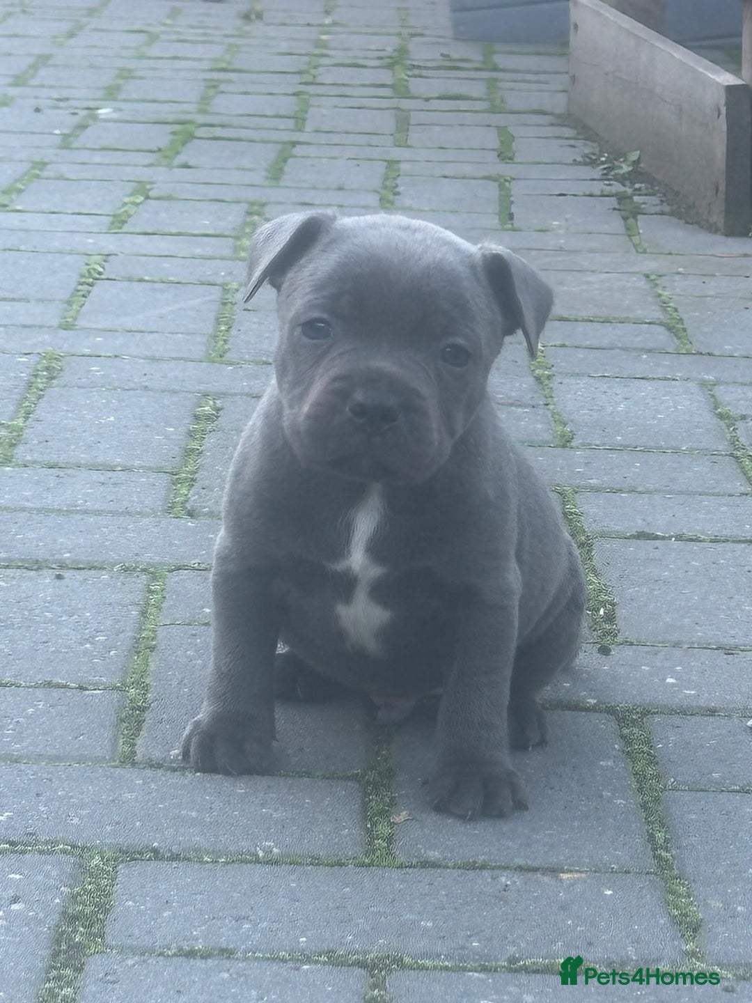 Staffordshire Bull Terrier dogs for sale: QUALITY CHUNKY PUPS - Image 4