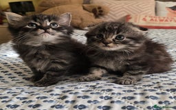 Mixed Breed cats for sale: Mixed breed kittens - Advert 3