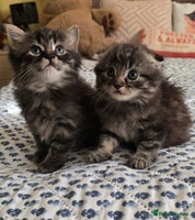 Mixed Breed cats Mixed breed kittens - Advert 3