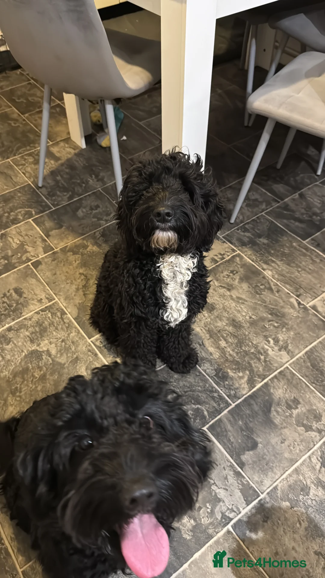 Sproodle dogs for sale: Loving Home Wanted in Badminton - Advert 1