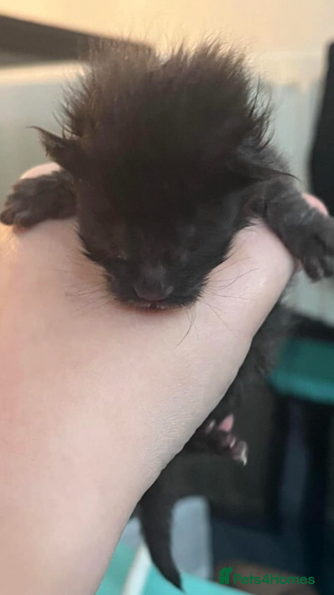 Maine Coon cats for sale: Black/Blue Smoke Maine Coon - Image 8