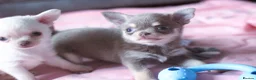 Chihuahua dogs for sale: Kc Registered Small cream/white chihuahua girl  - Advert 10