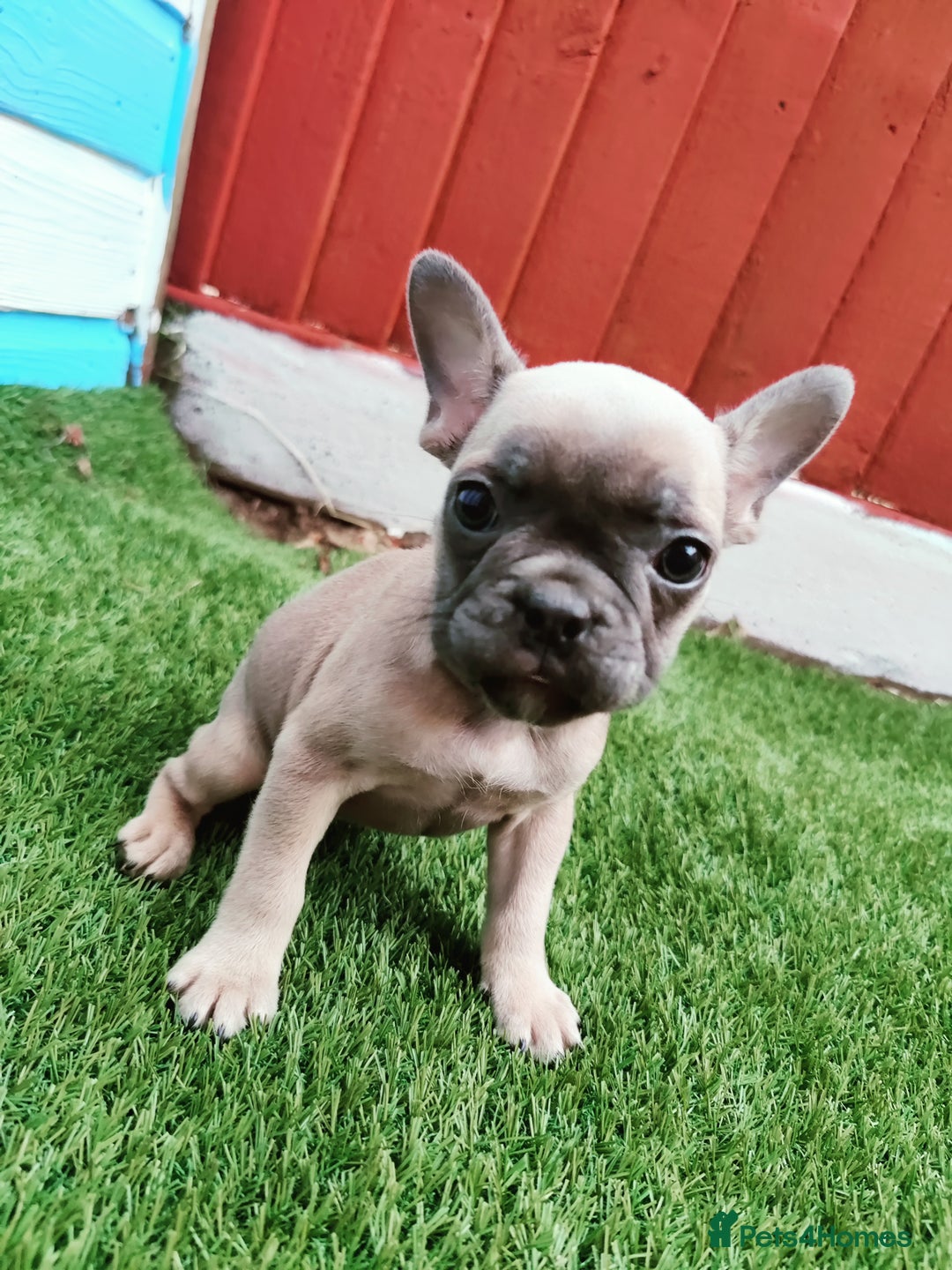 French Bulldog dogs for sale: French bulldog puppies  - Image 4