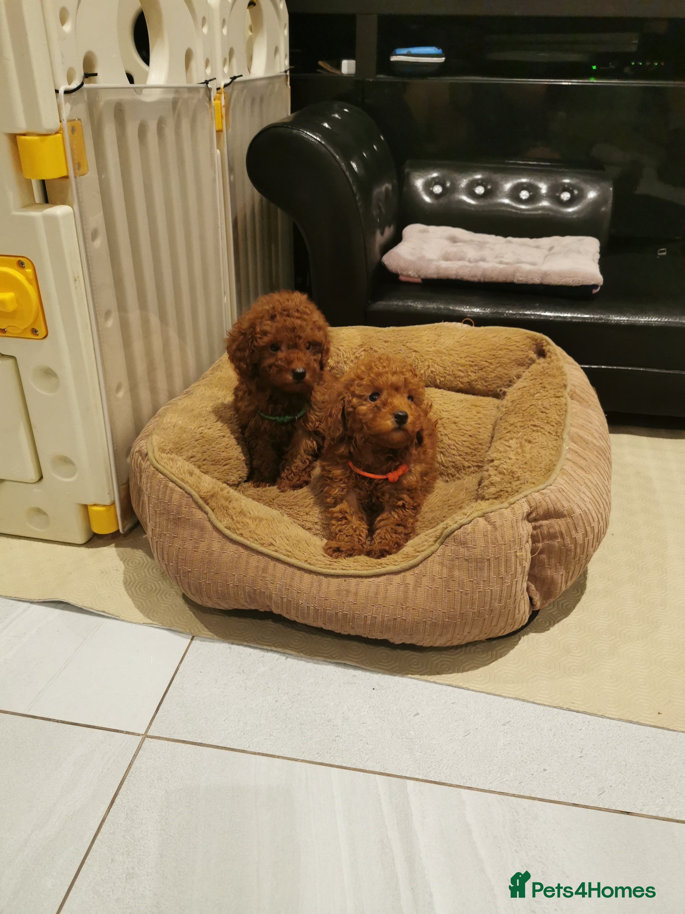 Toy Poodle dogs RED TOY POODLE PUPPY KC REG AND DNA CLEAR - Advert 2