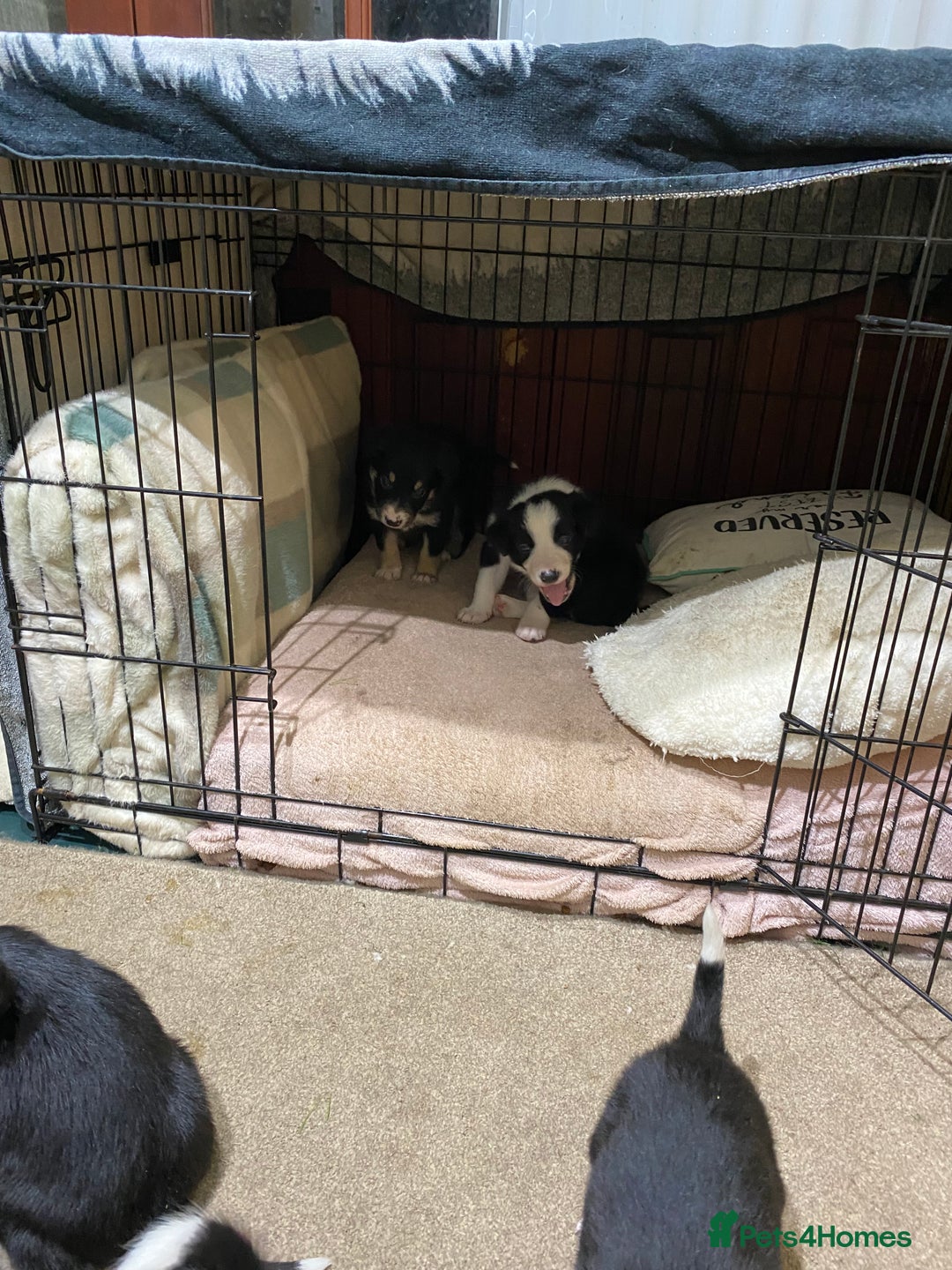Border Collie dogs for sale: Beautiful border collie pups  - Advert 9
