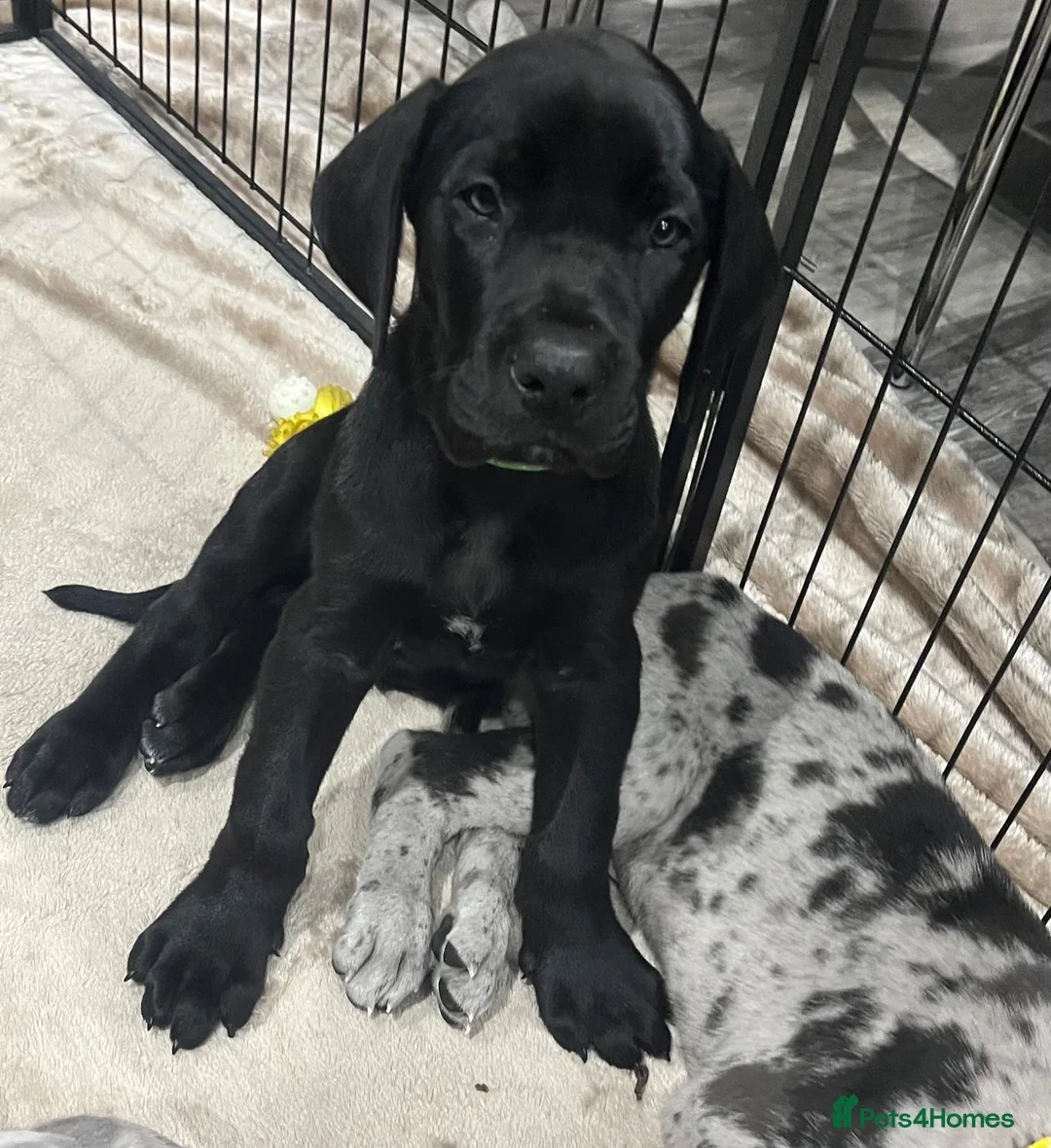 Great Dane dogs for sale: Chunky Black KC registered Great Dane puppy - Advert 1