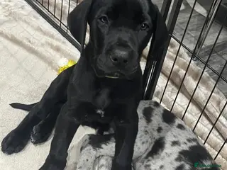 Great Dane dogs Chunky Black KC registered Great Dane puppy - Advert 2