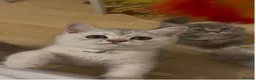 British Shorthair cats for sale: 6 Pedigree British Shorthair Champion lines in London - Advert 11