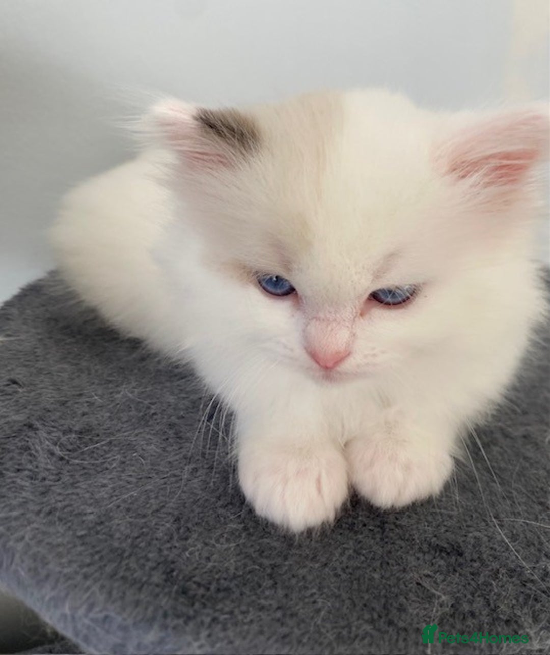 Ragdoll cats for sale: TICA REGISTERED PUREBRED RAGDOLL KITTENS AVAILABLE - Advert 22