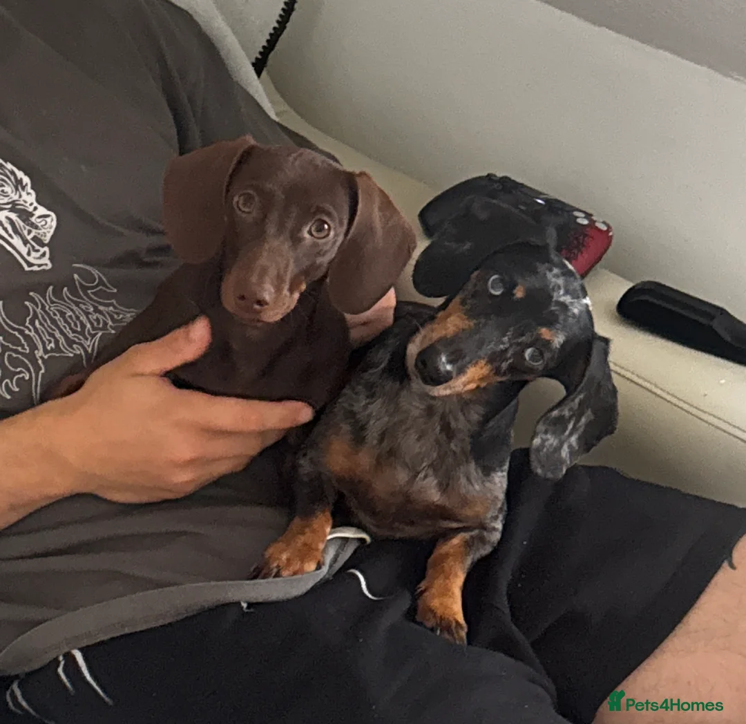 Miniature Dachshund dogs for sale: MINI DACHSHUND PUPPIES💕 KC REGISTERED/PRA CLEAR  - Advert 2
