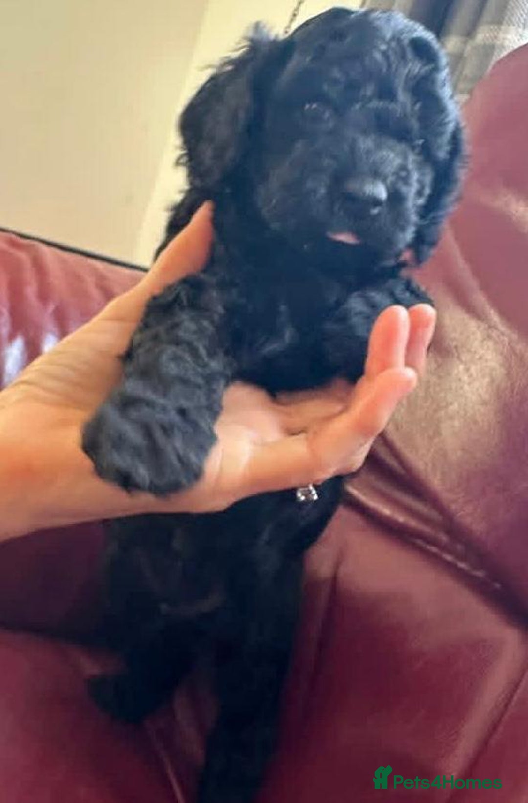 Cavapoo dogs for sale: Cavapoo puppies  - Advert 5