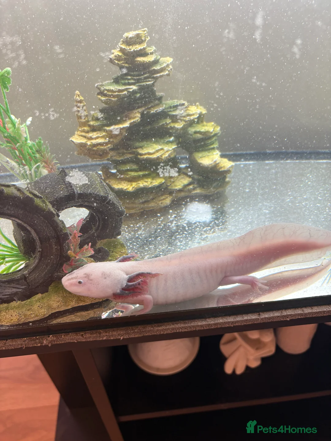 Axolotl reptiles for sale: 2 x female 2 yr leucistic Axolotls in Bury Saint Edmunds - Advert 2