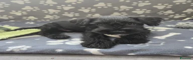 Miniature Schnauzer Puppy 5