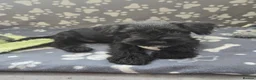 Miniature Schnauzer dogs for sale: Miniature schnauzer puppies  in Dover - Advert 8