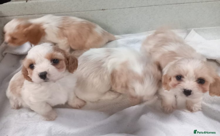 Cavapoo dogs - Advert 1