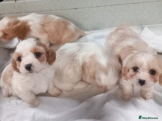 Cavapoo dogs - Advert 7