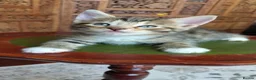 Siberian cats for sale: Cute mixed Siberian kittens in Dagenham - Advert 7