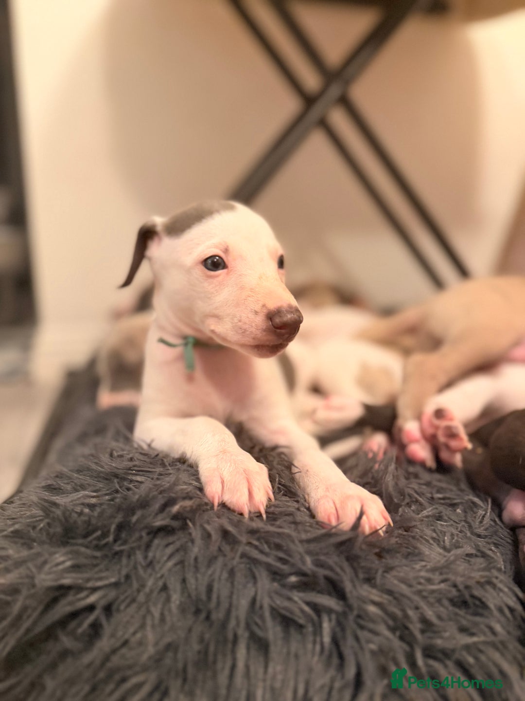 Whippet dogs for sale: KC Whippet puppies only 2 boys left  - Advert 19