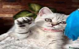 British Shorthair cats for sale: ✨LAST KITTEN LEFT✨OPEN TO OFFERS FOR RIGHT HOME✨ - Image 29