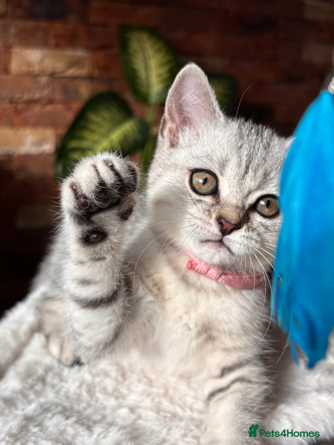 British Shorthair cats for sale: ✨LAST KITTEN LEFT✨OPEN TO OFFERS FOR RIGHT HOME✨ - Image 29