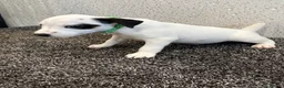 Jack Russell dogs for sale: Working type jack Russell pups  - Advert 10