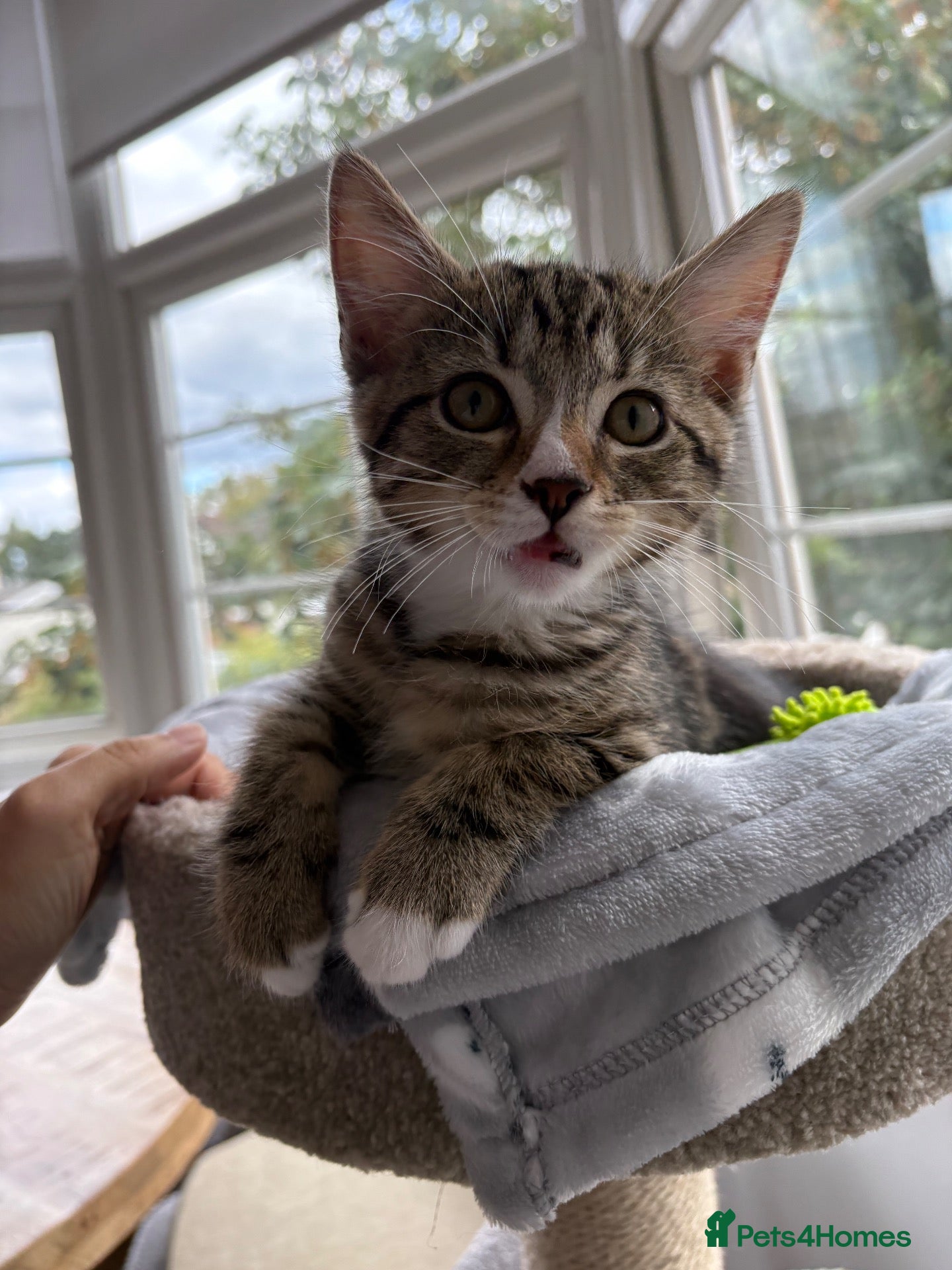 Mixed Breed cats Adorable tabby boy  - Advert 2