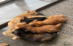 Mixed Breed cats for sale: Cute playful kittens  - Image 1