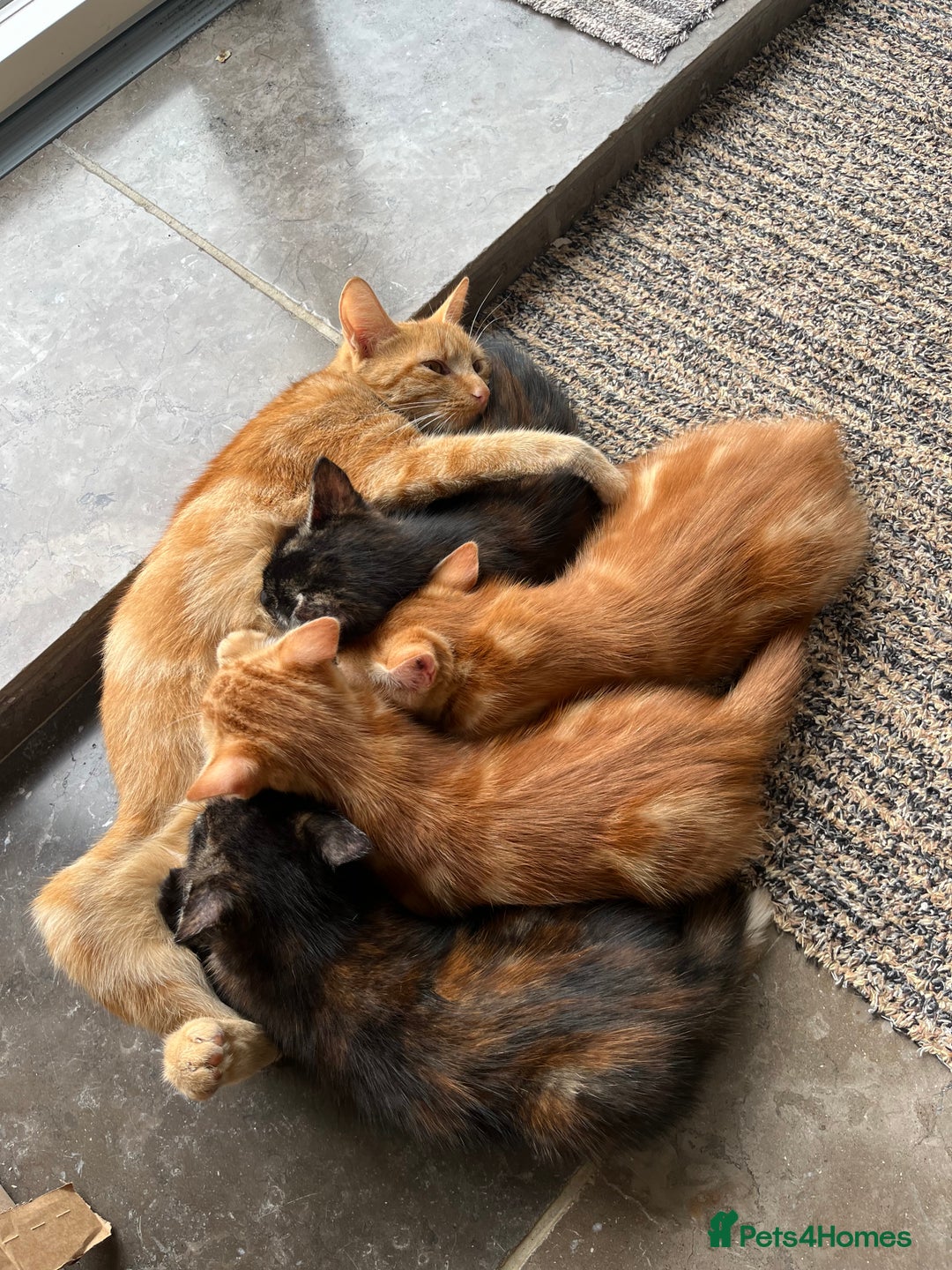 Mixed Breed cats for sale: Cute playful kittens  - Image 1