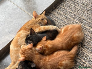 Mixed Breed cats - Advert 36