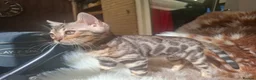 Bengal cats for sale: Show Quality Bengal Kittens – 5★ Licensed Cattery - Advert 40