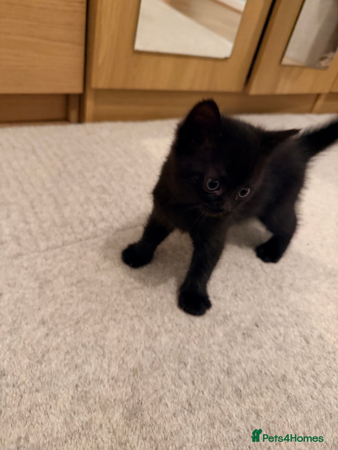 Scottish Fold cats for sale: Scottish / Mixed breed - Advert 6