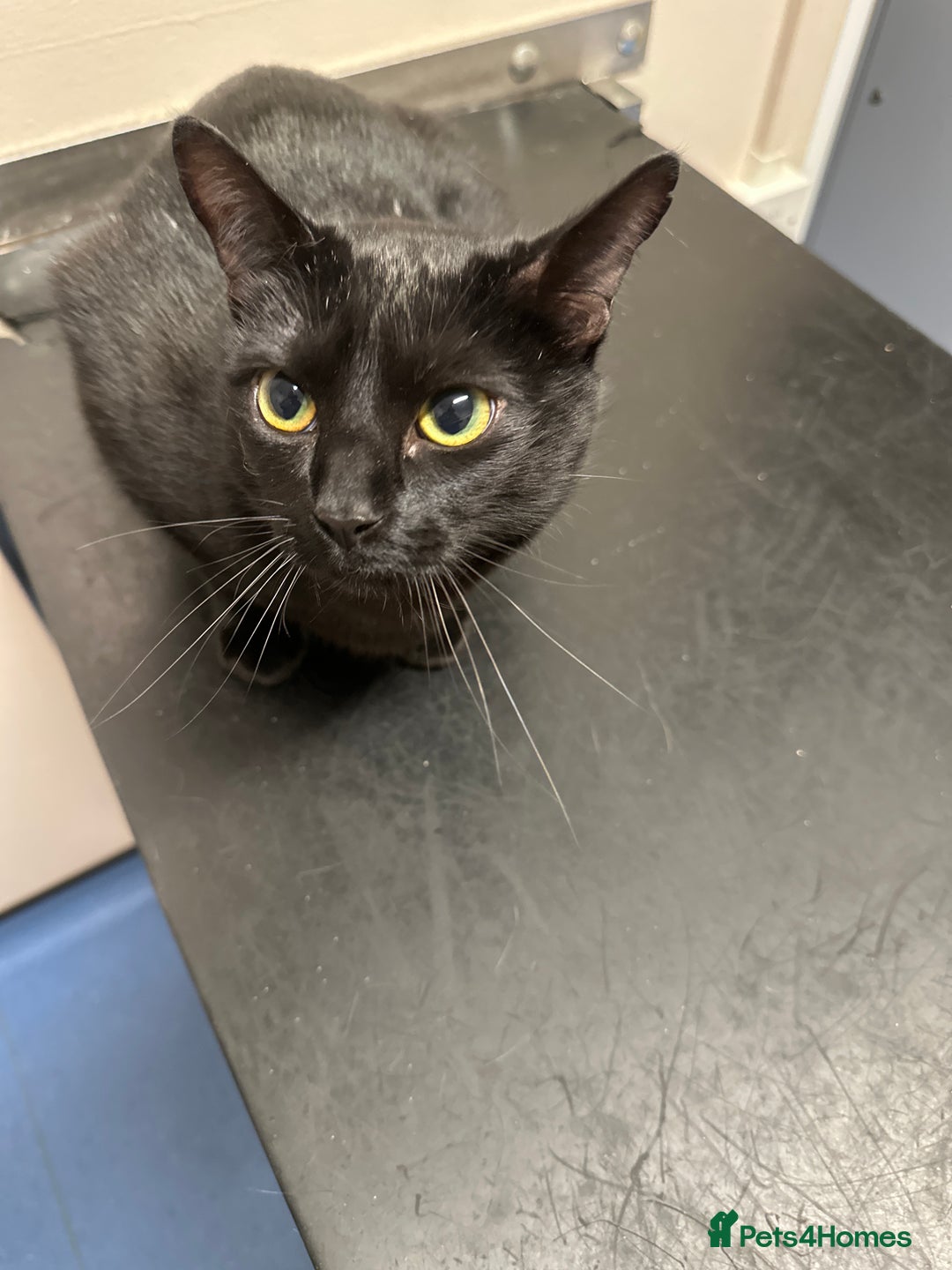 Domestic Shorthair cats for sale: Black loving cat for sale  - Advert 2