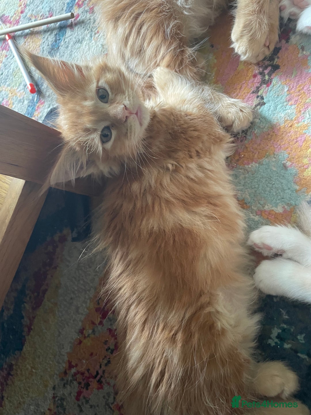 Maine Coon cats for sale: Maine coon babies  - Image 17