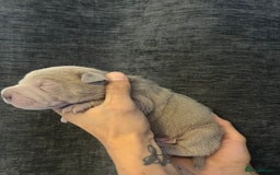 Shar Pei dogs for sale: Shar-pei Puppies - Advert 7