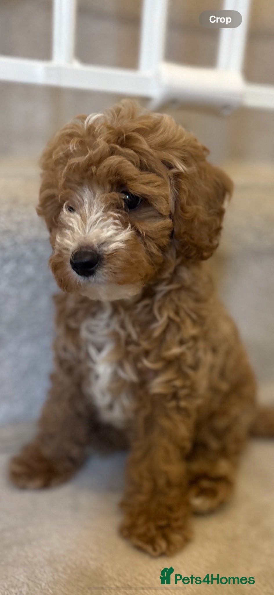 Cavapoo dogs Beautiful litter,extensively health tested parents - Advert 2