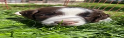 English Springer Spaniel dogs for sale: Springer spaniel puppies  in Okehampton - Advert 9