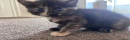 Mixed Breed cats for sale: Beautiful fluffy kittens - Advert 6