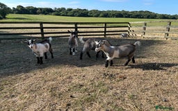 Goats livestock for sale: Beautiful Pygmy goats for sale £100-£200 - Image 13