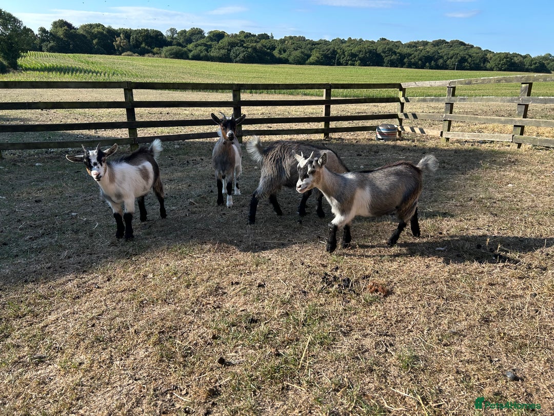 Goats livestock for sale: Beautiful Pygmy goats for sale £100-£200 - Image 13