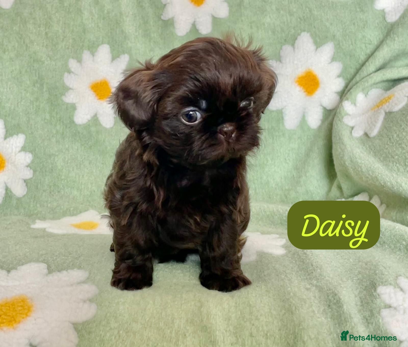 Shih Tzu dogs Beautiful imperial Shih Tzu  - Advert 15
