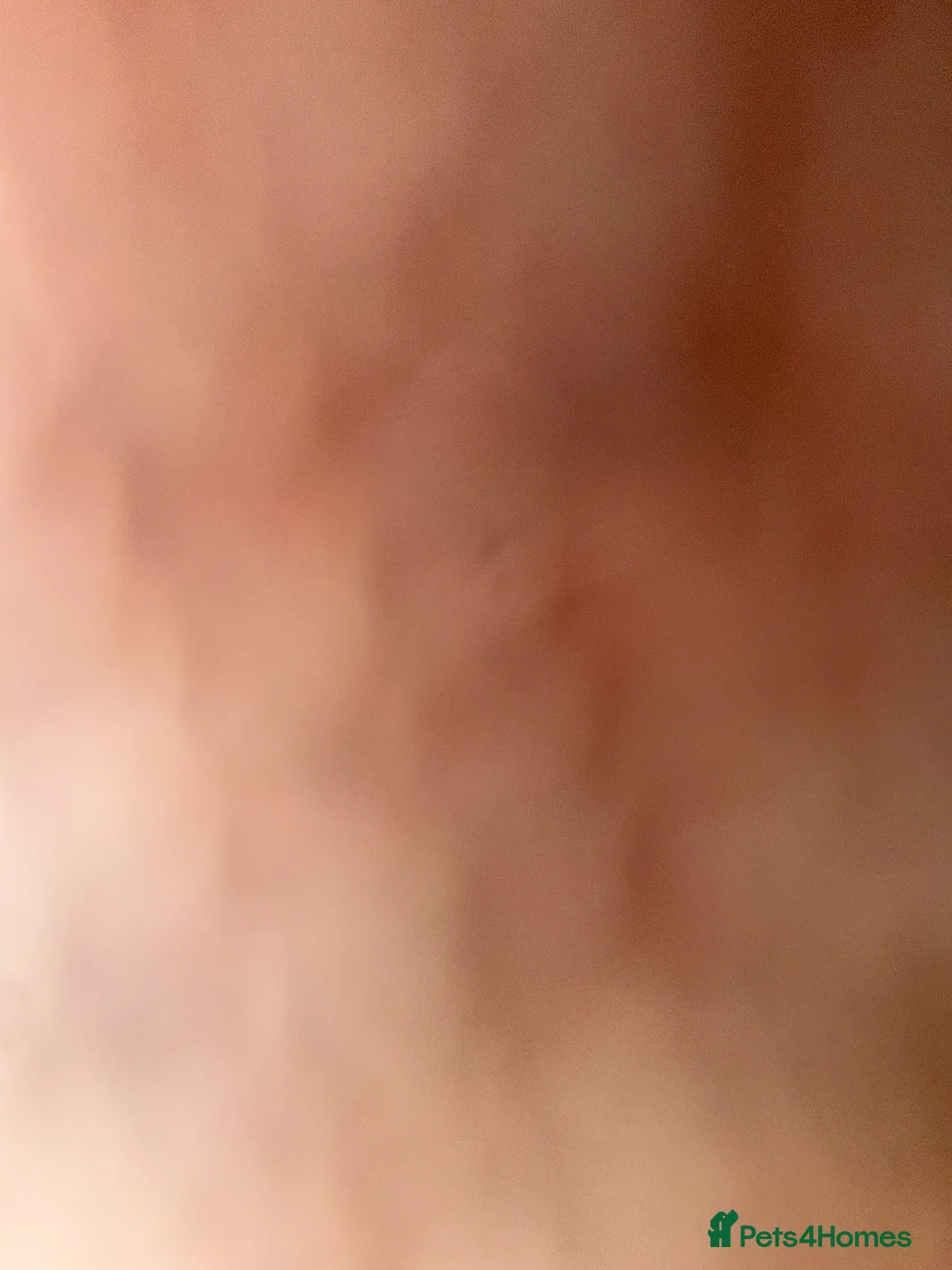 Mixed Breed cats for sale: Kittens for sale  in Wolverhampton - Advert 2