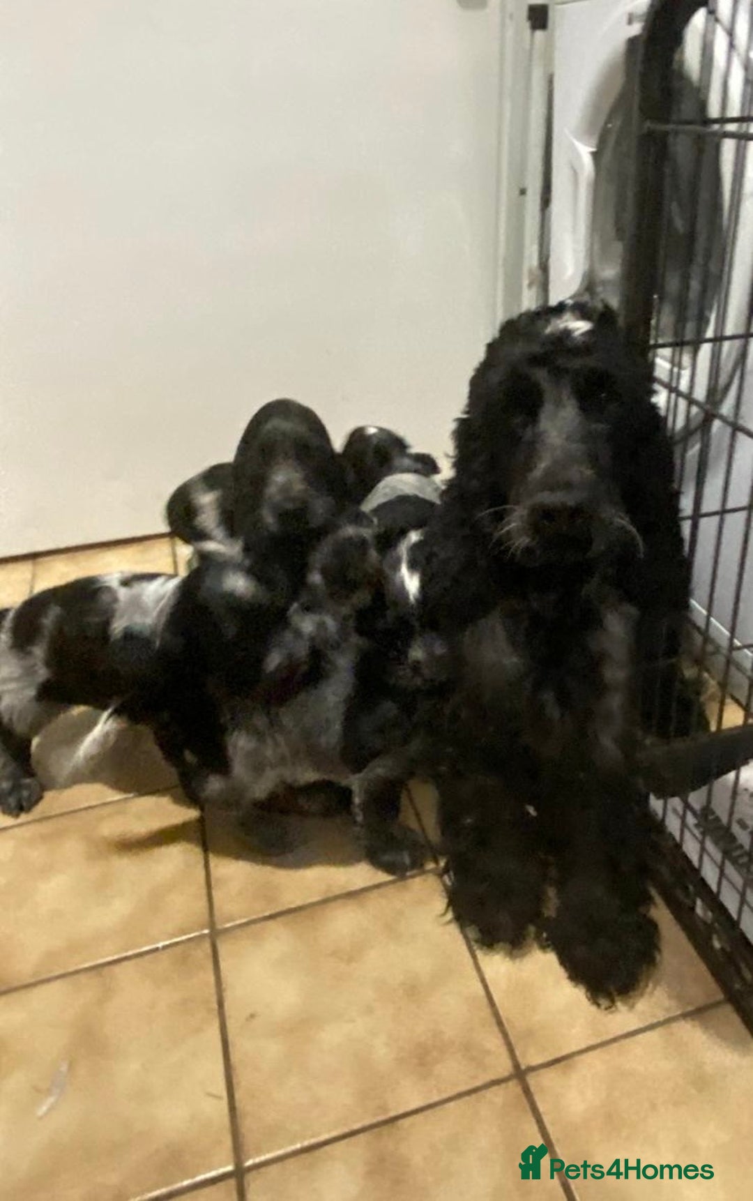 Cocker Spaniel dogs for sale: KC Registered Cocker Spaniel Pups For Sale - Advert 9
