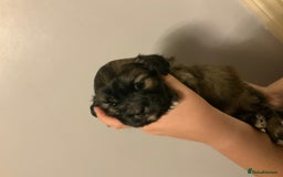 Cava Tzu dogs for sale: Gorgeous F1 Cava Ztu puppies - Image 5