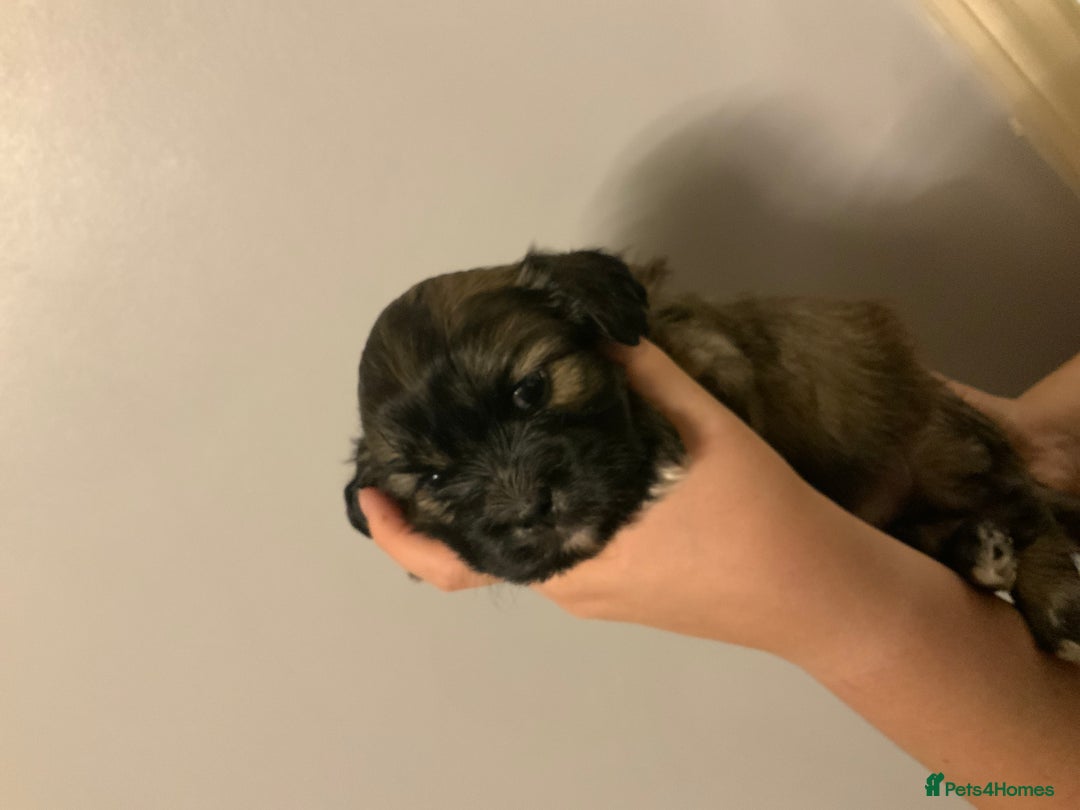 Cava Tzu dogs for sale: Gorgeous F1 Cava Ztu puppies - Image 5