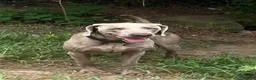 Weimaraner dogs for adoption: Uros - Weimaraner in Worthing - Advert 4