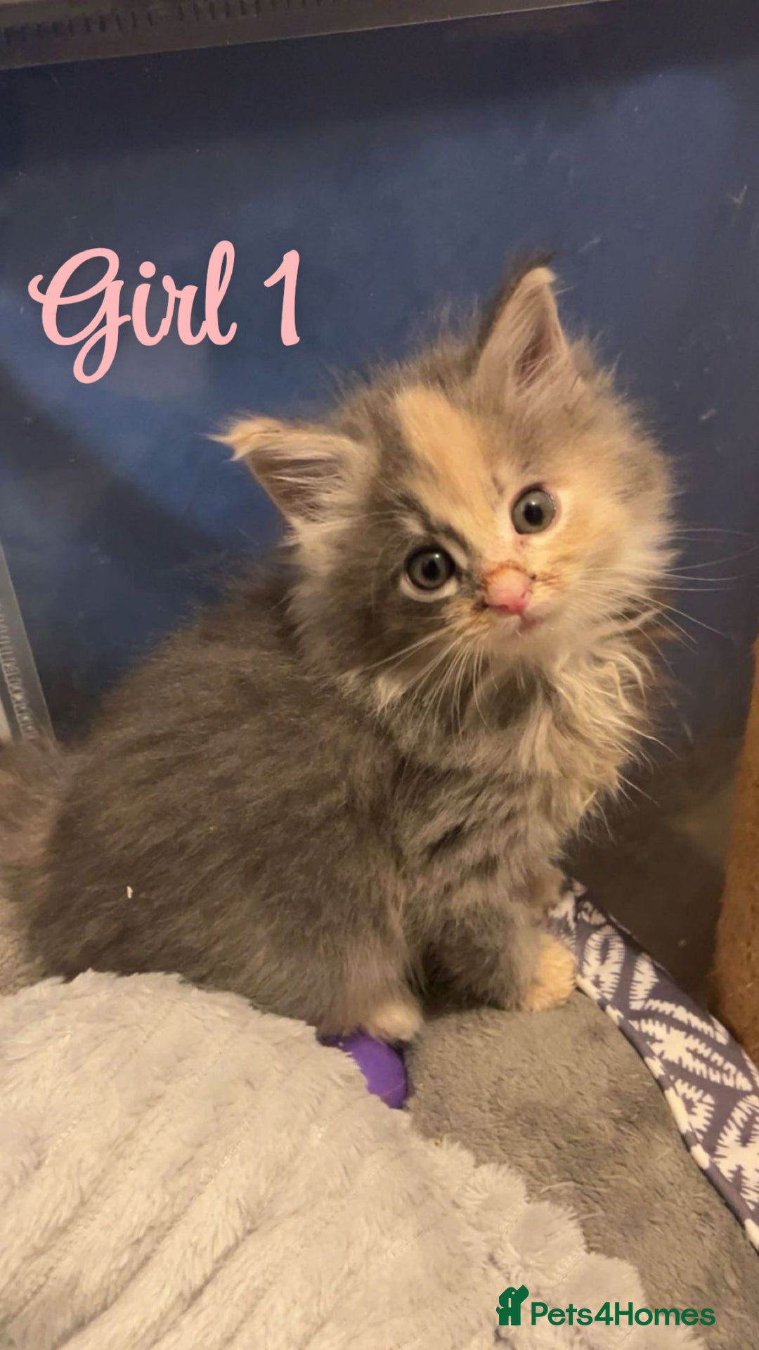 Mixed Breed cats for sale: MAINECOON X KITTENS FOR SALE 🩵🩷 - Advert 4