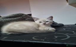 Ragdoll cats for sale: Ragdoll X Bengal - Image 12