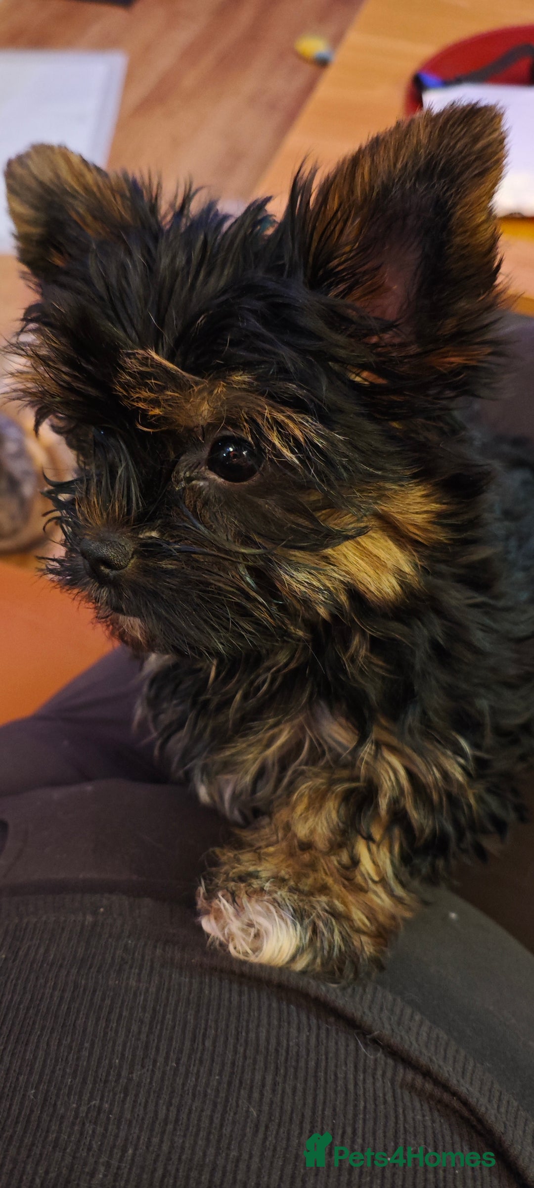 Yorkshire Terrier dogs for sale: beautiful, sociable Yorkshire Terrier female dog  - Advert 14