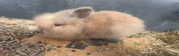 Lionhead rabbits for sale: Double Lionhead baby rabbits  - Advert 2