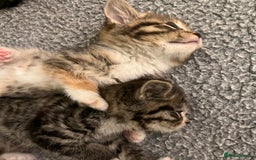Mixed Breed cats for sale: Adorable mixed breed kittens  - Advert 8